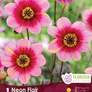 Dahlia Mignon Bronzeleaf - Neon Flair - 1blb/pkg