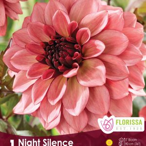 Dahlia Decorative - Night Silence - 1blb/pkg