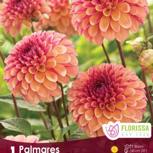 Dahlia Ball - Palmares - 1blb/pkg