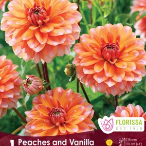 Dahlia Decorative - Peaches and Vanilla - 1blb/pkg