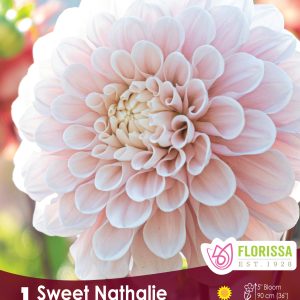 Dahlia Decorative - Sweet Nathalle - 1blb/pkg