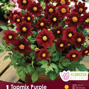 Dahlia Mignon - Topmix Purple - 1blb/pkg