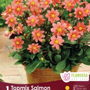 Dahlia Mignon - Topmix Salmon - 1blb/pkg