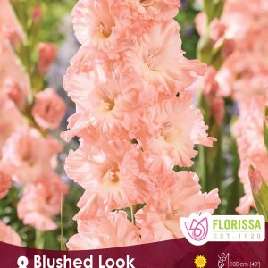 Gladiolus Blushed Look - 8blb/pkg