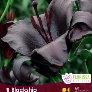 Lily Novelty Blackship - 1/pkg
