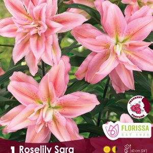 Lily Roselily Sara - 1/pkg