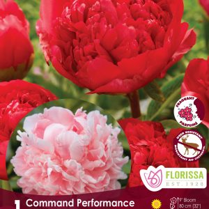 Peony - Command Performance - 1/pkg