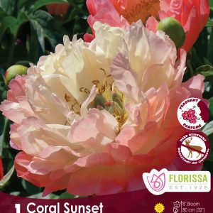 Peony - Coral Sunset - 1/pkg