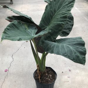10” Alocasia – Assorted Varieties