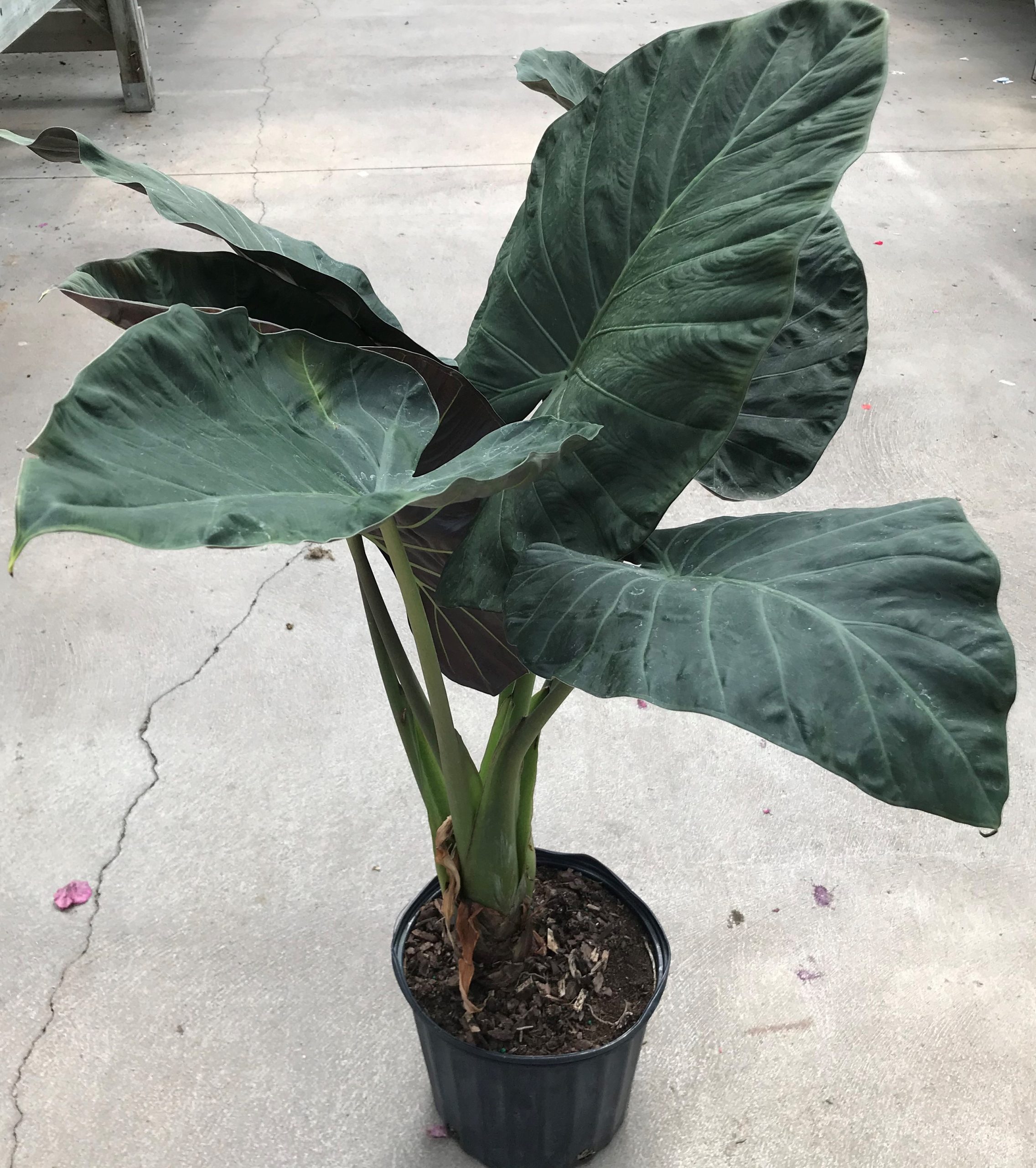 10” Alocasia – Assorted Varieties