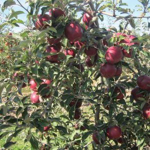 Apple - Jonagold 7gal