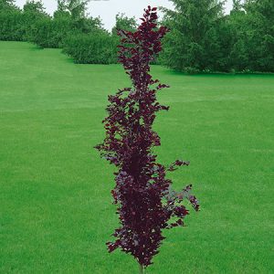Beech Red Obelisk 10gal