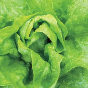 Buttercrunch lettuce product image