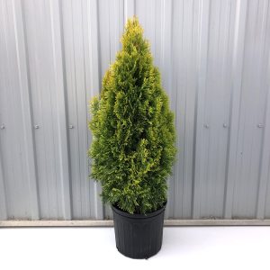 Our Featured Products