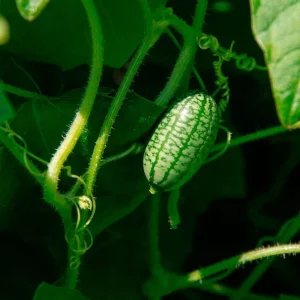 Cucamelon product image