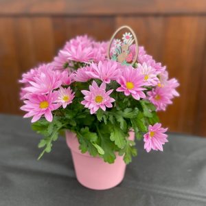 Easter Mum in Ceramic