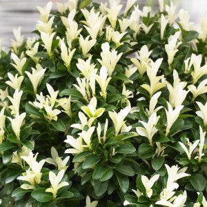 Euonymus Paloma Blanca 1gal