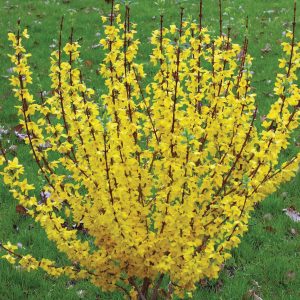 Forsythia Show Off 2gal by Proven Winners