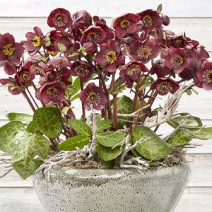 Helleborus Vibey Velvet  1gal