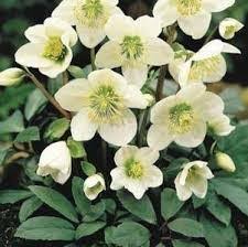 Helleborus Moondance 1gal