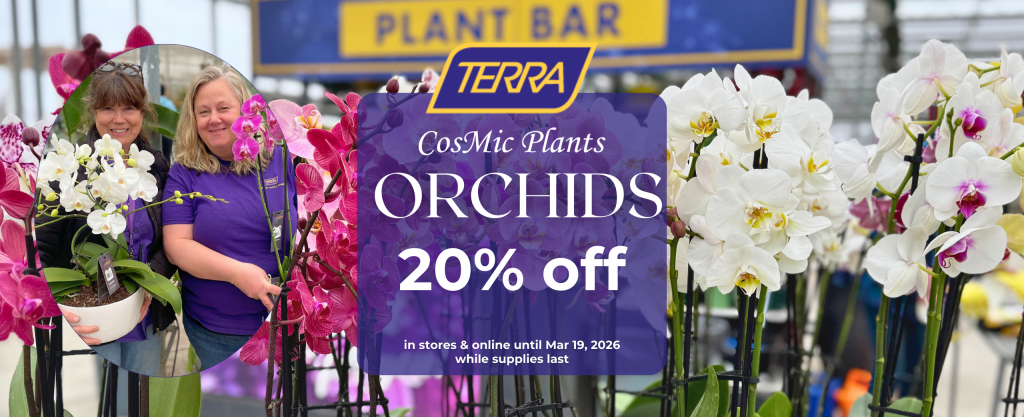 Locally grown CosMic Plants Orchids on sale at TERRA