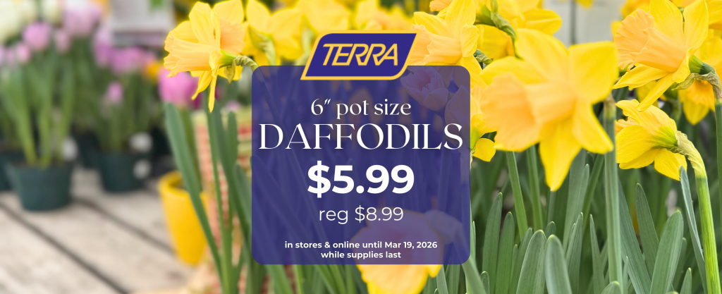 blooming potted daffodils on sale at TERRA
