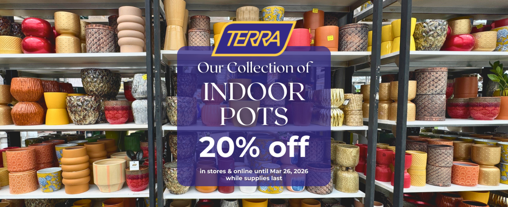 a wall of colourful indoor pots on sale at TERRA