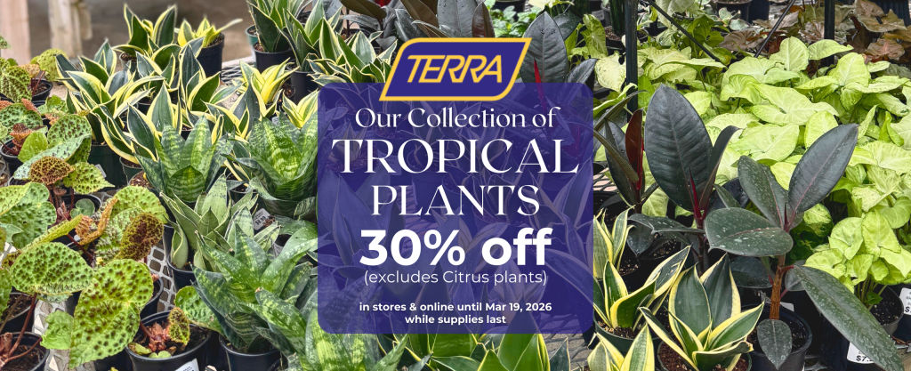An assortment of tropical houseplants on sale at TERRA 