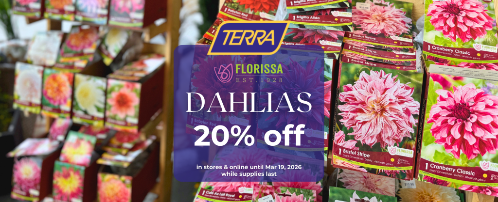 packaged dahlia tubers on sale at TERRA