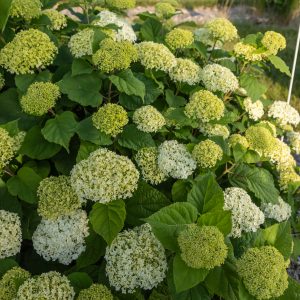 Hydrangea Flowerfull by First Editions 2gal