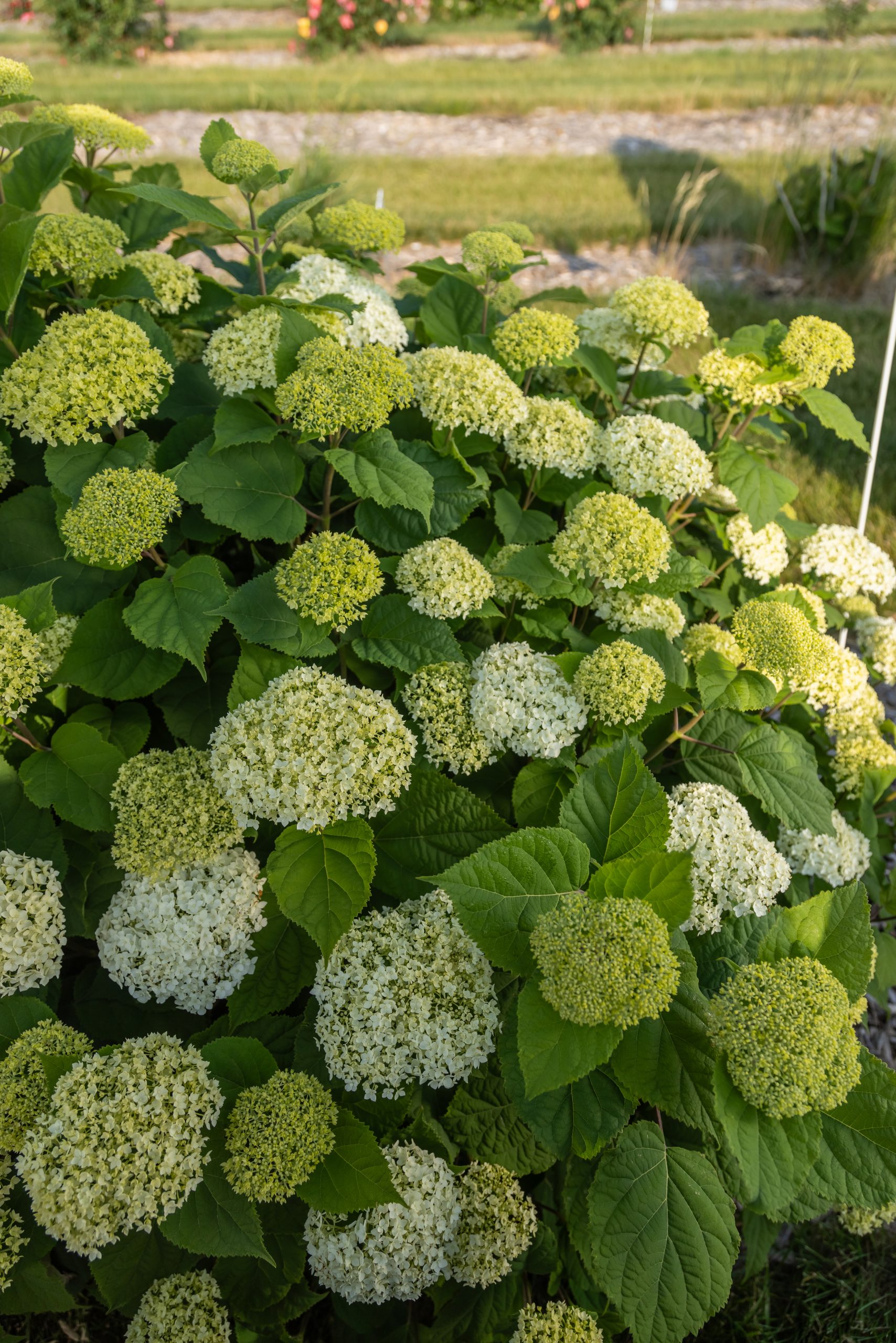 Hydrangea Flowerfull by First Editions 2gal