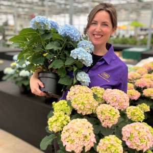a smiling woman holds large pink and blue hydrangeas in a greenhouse
