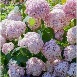 Hydrangea Candybelle Bubblegum 2gal