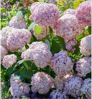 Hydrangea Candybelle Bubblegum 2gal