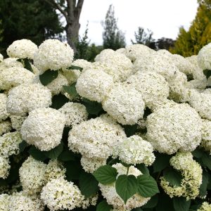 Hydrangea Incrediball Storm Proof by Proven Winners 2gal