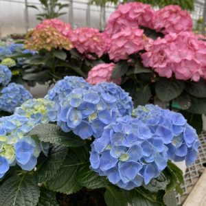 Hydrangea 8" product image