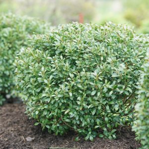 Holly Strongbox Inkberry by Proven Winners 1gal