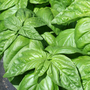 Lettuce Leaf Basil WCS product image