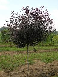 Purpleleaf Sandcherry Standard (Treeform) 7gal