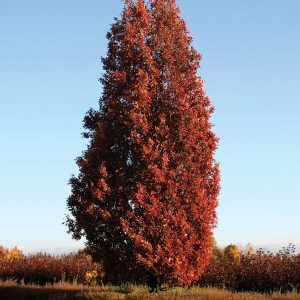 Oak Crimson Spire 15gal