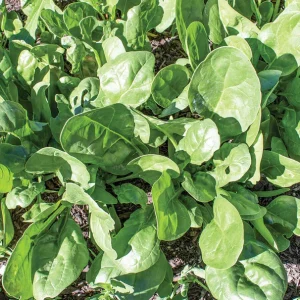 Yukon F1 seed pack product image