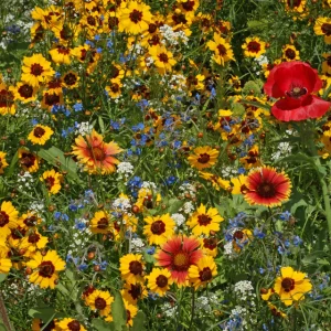 Bee Garden Blend WCS product image