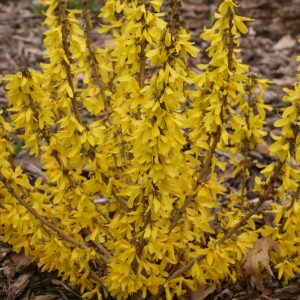 Forsythia Show Off 2gal by Proven Winners
