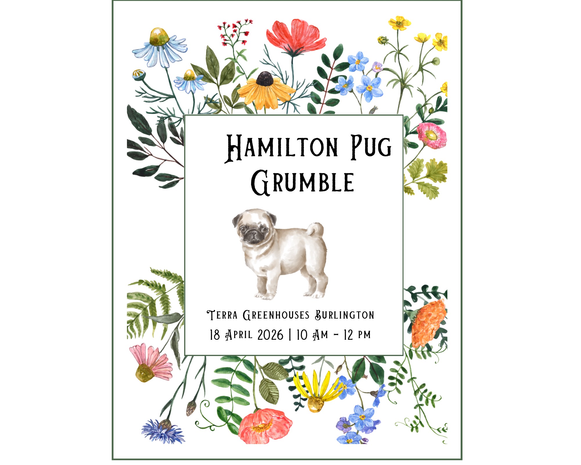 Hamilton Pug Grumble at TERRA Burlington