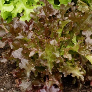 Red Salad Bowl product image