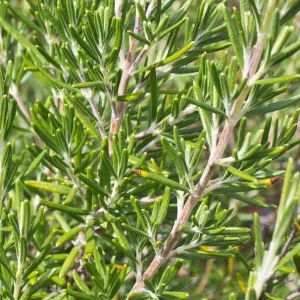 Rosemary product image