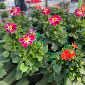 Dahlia Planter in 8" pot product image