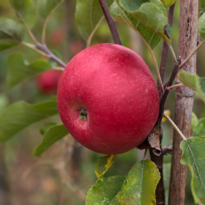 Apple - Braeburn 7gal