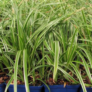 Ornamental Grass - Variegated Carex 1gal