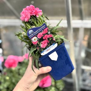 a hand holds a blue square pot with a pink dianthus flower in it